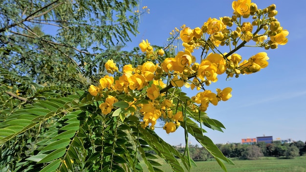 Aproximação de belas flores de Senna spectabilis conhecidas como Casia amarilla Whitebark senna chuveiro amarelo