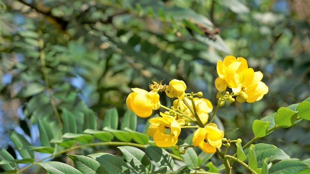 Foto aproximação de belas flores de senna spectabilis conhecidas como casia amarilla whitebark senna chuveiro amarelo