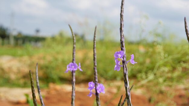 Aproximação de belas flores de Stachytarpheta jamaicensis, também conhecida como erva-doce azul-clara, porterweed-azul, etc.