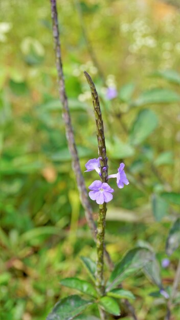 Aproximação de belas flores de Stachytarpheta jamaicensis, também conhecida como erva-doce azul-clara, porterweed-azul, etc.