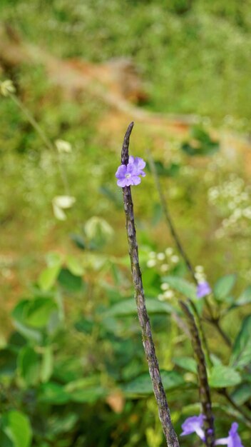 Aproximação de belas flores de Stachytarpheta jamaicensis, também conhecida como erva-doce azul-clara, porterweed-azul, etc.