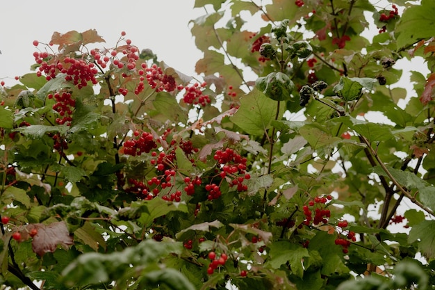 Aproximação de belas frutas vermelhas de viburno ao ar livre Bagas vermelhas de viburno em um galho no jardim