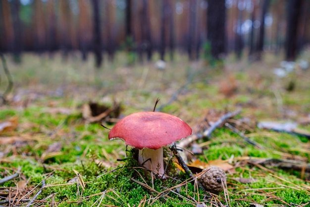 Aproximação de cogumelos vibrantes crescendo na floresta