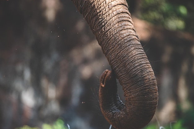 Aproximação de elefantes de animais selvagens e mamíferos com tromba em direção à cabeça elevada caminhando e encontrando comida na floresta