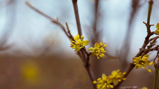 Aproximação de flores amarelas e botões em uma fruta ou arbusto ornamental