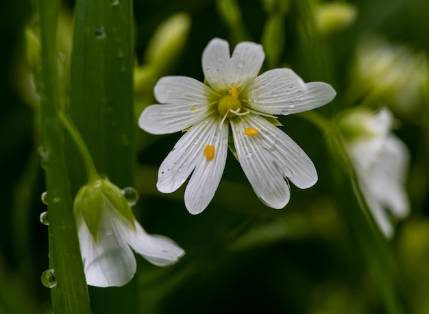 Aproximação de flores brancas brilhantes em um jardim ensolarado com gotas de orvalho em folhas altas de grama