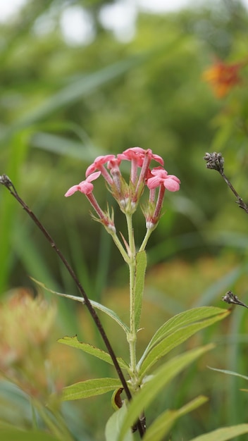 Aproximação de flores de cor rosa de Arachnotryx leucophylla, também conhecida como Panama Rose
