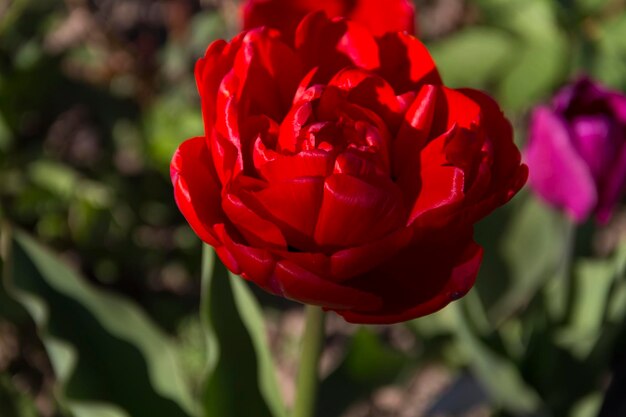 Aproximação de flores de tulipas vermelhas florescendo com pétalas vermelhas profundas formando fundo de arranjo de flores