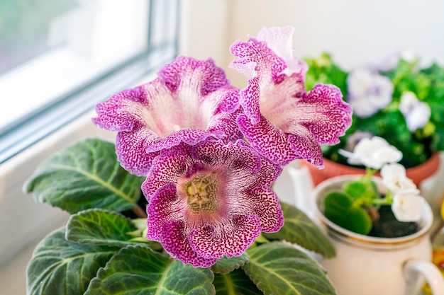 Aproximação de flores Gloxinia Sinningia speciosa em primeiro plano e folhas verdes escuras Plantas no parapeito da janela contra o fundo da janela