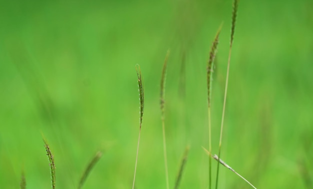 Aproximação de flores verdes de grama selvagem no campo