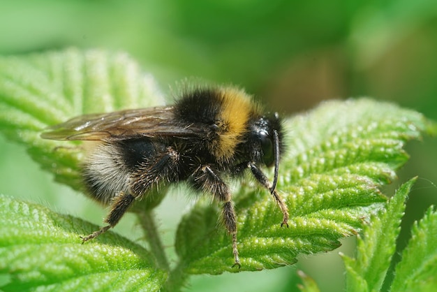 Aproximação de foco seletivo de uma abelha macho cuco da floresta nas folhas