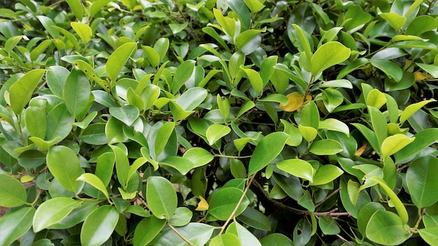 Aproximação de folhas de ficus Folhas de árvores decorativas de cerca verde-clara de jardim ou parque