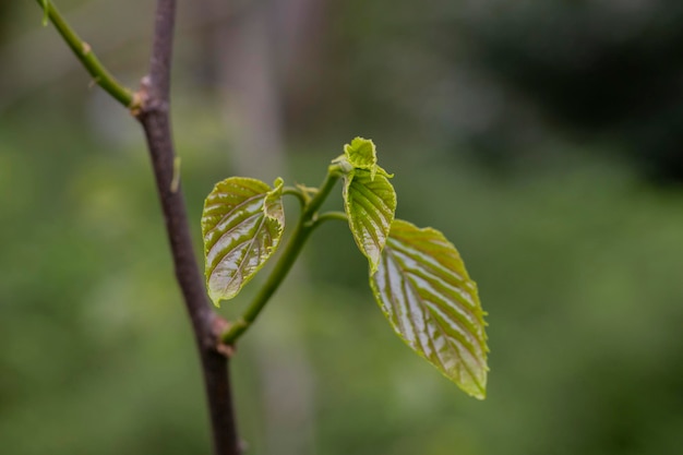 Aproximação de folhas verdes frescas de primavera Hovenia dulcis, conhecida como árvore japonesa ou oriental