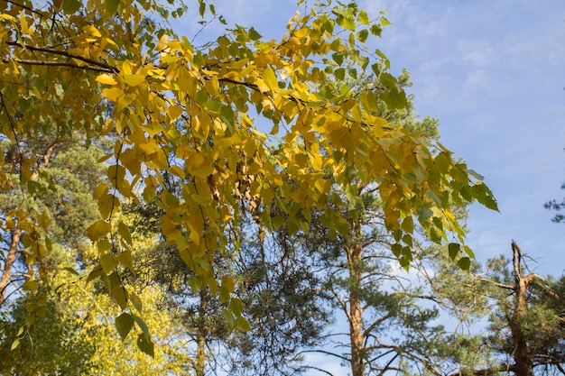 Aproximação de galhos de bétula com folhas amarelas contra o céu azul Fundo de outono