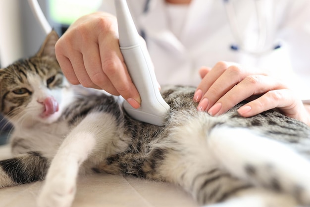 Aproximação de gato fazendo ultrassom no conceito de veterinário de clínica veterinária