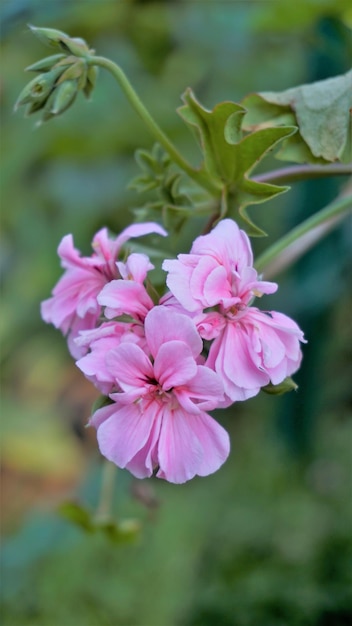 Aproximação de lindas flores cor-de-rosa de Pelargonium peltatum também conhecidas como Ivyleaf Peltated Hanging gerânio