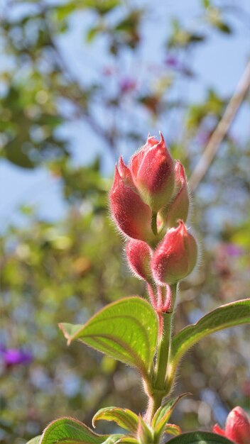 Aproximação de lindas flores de tibouchina urvilleana, também conhecidas como princesa flor roxa glorytree