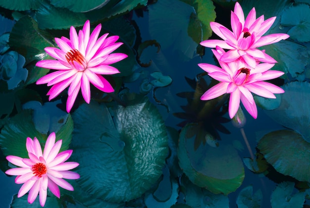 Aproximação de lindas folhas de nenúfar rosa e lótus no fundo azul da flor de lótus