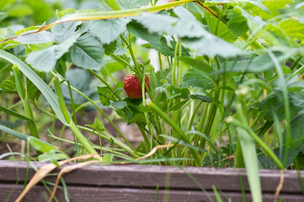 Aproximação de morangos orgânicos frescos crescendo em um campoO início da temporada de morango Um arbusto de morango com frutas maduras e verdes no jardimConceito de agricultura orgânica de bagas bio