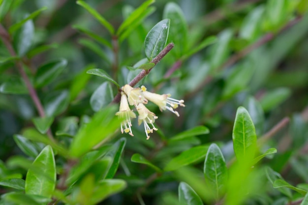 Aproximação de pequenas flores brancas de madressilva em maio Ramo de madressilva com folhas de caixa Nome latino Lonicera ligustrina var pileata Lonicera pileata