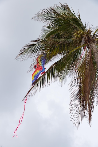 Aproximação de pipa voadora colorida em uma palmeira sobre fundo de nuvens cinzentas