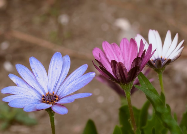 Aproximação de três delicadas flores de anêmonas de folhas largas com pétalas abertas em várias cores