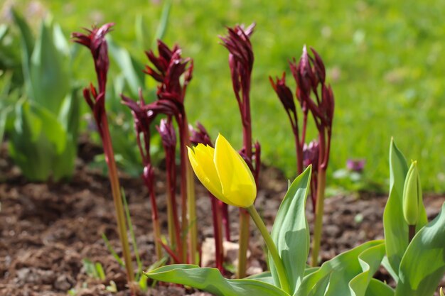 Aproximação de tulipa amarela com foco seletivo em fundo desfocado de brotos de peônia no jardim