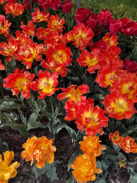 Aproximação de tulipas vermelhas vibrantes de flores vermelhas com pétalas abertas tulipas abertas escarlate brilhante com laranja