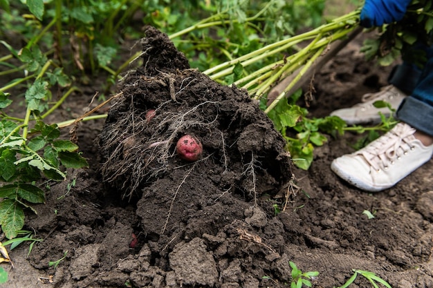 Aproximação de um agricultor desenterrando batatas jovens no jardim Cultivando vegetais ecológicos em fazenda orgânica