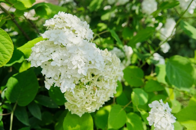 Aproximação de um arbusto de hortênsia branca florescente no fundo abstrato do jardim