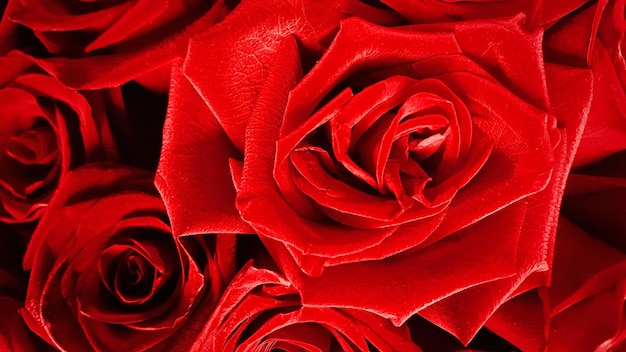 Aproximação de um buquê de rosas vermelhas holandesas abertas Fundo de flores vermelhas de luxo festivo