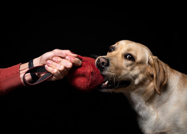 Aproximação de um cachorro Labrador Retriever com um brinquedo e a mão do dono