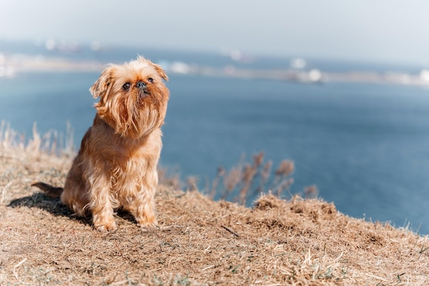 Foto aproximação de um cão bruxelas griffon em frente ao mar