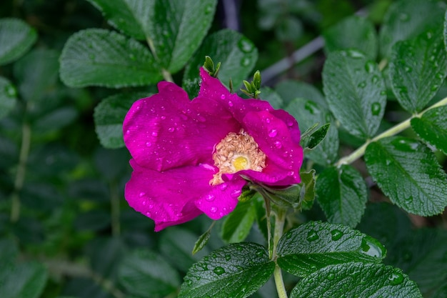 Aproximação de um cão roxo totalmente aberto rosa e folhas verdes cobertas com gotas de água da chuva