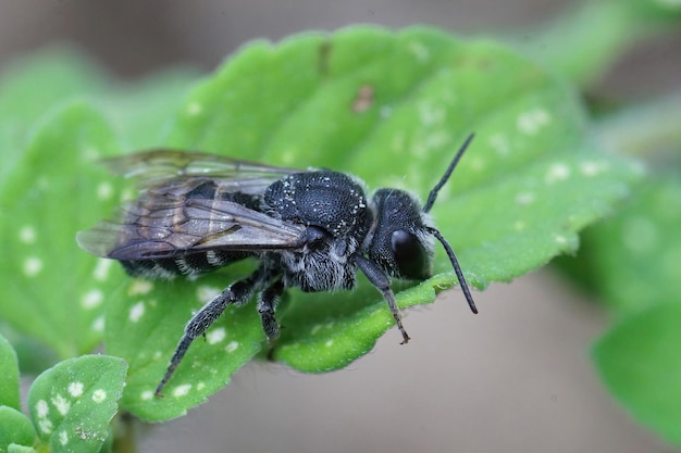 Aproximação de um cleptoparasita, a pequena abelha escura, Stelis breviuscula em uma folha verde no jardim