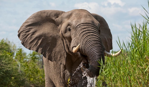 Aproximação de um elefante africano bebendo água com grandes presas