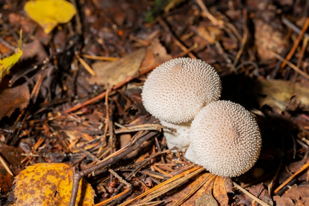 Aproximação de um fungo chamado Common Puffball Lycoperdon Perlatum comum puffball verrugado puffball gemstudded puffball