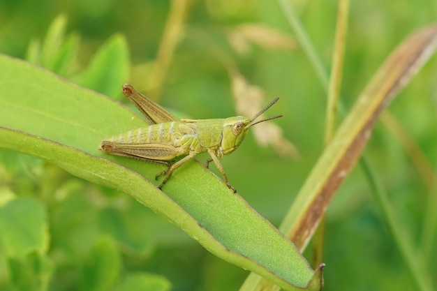 Aproximação de um gafanhoto de Golen, Chrysochraon dispar, sentado em uma lâmina de grama na vegetação na Bulgária