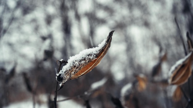 Aproximação de um galho de árvore coberto de neve em um fundo natural Plantas contra o pano de fundo da queda de neve