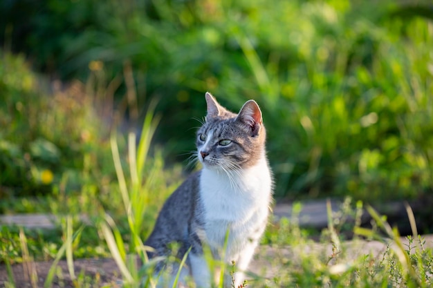 Aproximação de um gato com olhos verdes está na grama lindas poses engraçadas de gato para a câmera em um dia ensolarado de verão