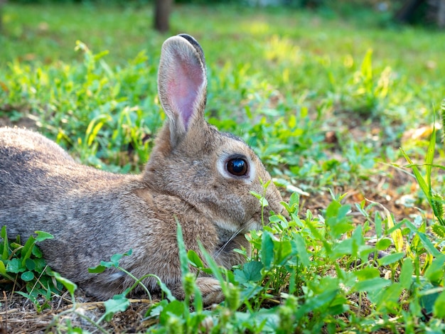 Aproximação de um lindo coelho fofo deitado na grama verde no verão Animal de estimação com vista lateral de fundo desfocado