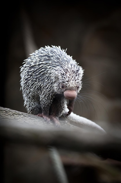 Aproximação de um lindo Porco-espinho Brasileiro Coendou prehensilis DOF raso