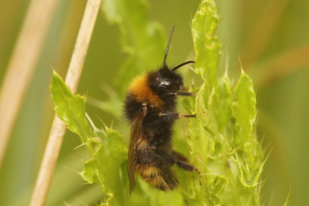 Aproximação de um macho da abelha-cuco-campo, Bombus campestris entre a vegetação verde