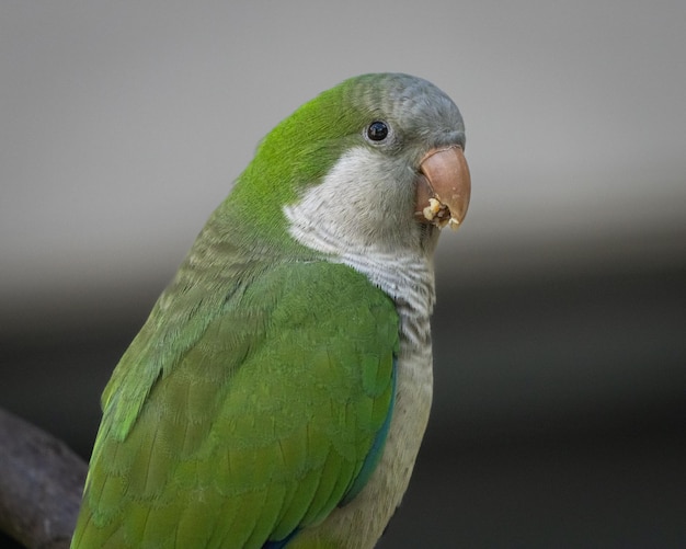 Aproximação de um pequeno pássaro papagaio verde com um lanche no bico
