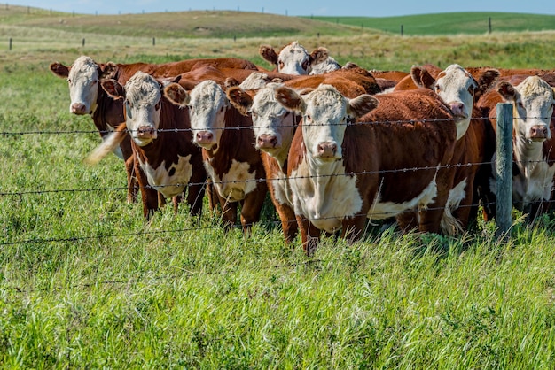 Aproximação de um rebanho de gado Hereford pastando em um pasto de Saskatchewan