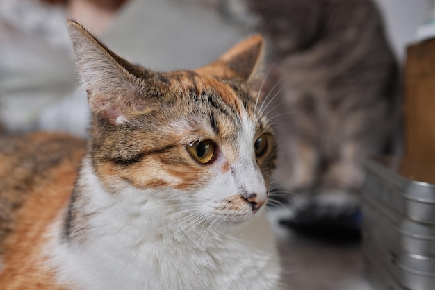 Aproximação de um retrato de rosto de gato de uma gata gatinha parece curiosa e alerta uma imagem detalhada de uma