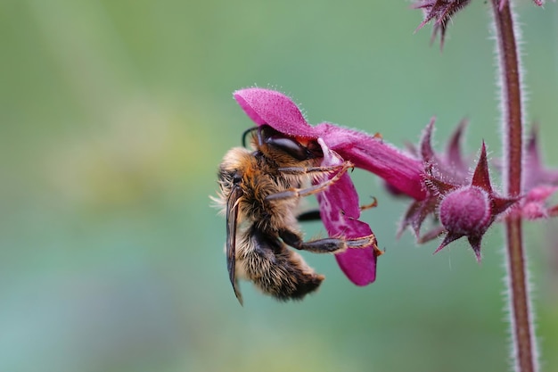 Aproximação de uma abelha de cauda de forquilha, Anthophora furcata pendurada em uma flor roxa de sebe ferida, Stachys sylvatica no jardim