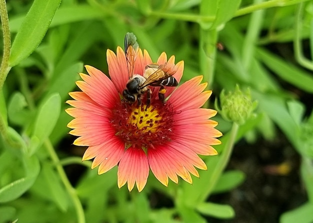 Aproximação de uma abelha de mel polinizando na flor Gaillardia