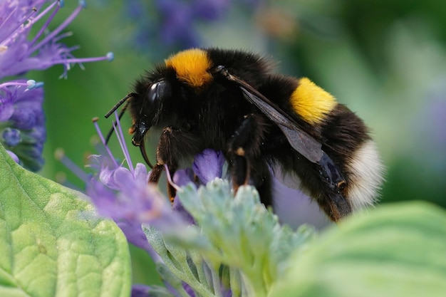 Aproximação de uma abelha-rainha-de-cauda-amarelada ou de grande abelha terrestre, Bombus terrestris alimentando-se de flores azuis de Caryopteris incana no jardim