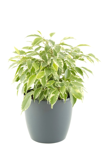 Aproximação de uma árvore de ficus em vaso de flores Planta em um vaso Isolado em fundo branco